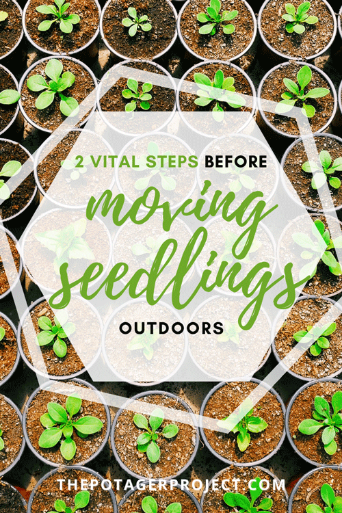 Well done for successfully growing your 'Little Garden' seedlings! Before moving them outside it's important to follow these two steps to ensure their survival! Read on to find out how to move your little garden vegetable seedlings outside successfully! #littlegarden #movingseedlingsoutside #hardeningoffseedlings