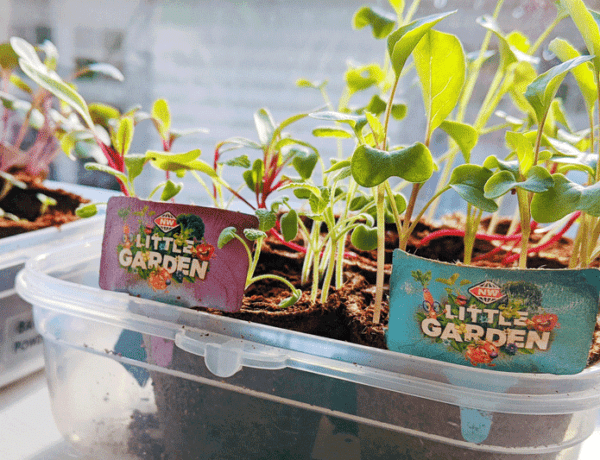 new world little garden vegetable seedlings growing on a windowsill ready to be repotted