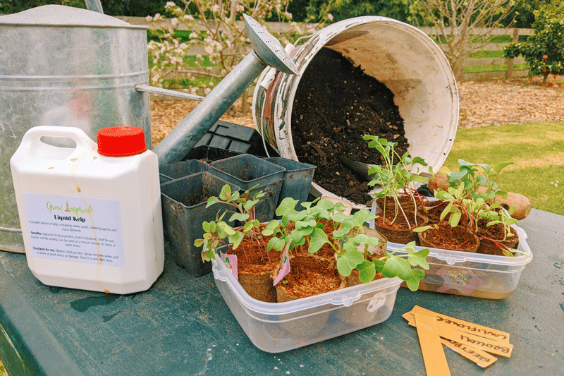 equipment needed for repotting little garden seedlings. Potting mix, kelp, pots, watering can, seed markers, little garden vegetable seedlings