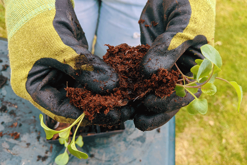 closeup of gardening gloves showing how to carefully split the vegetables seedlings to repot