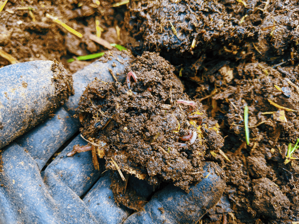 glove holding a handful of soil teeming with worms - the best compost for vegetable garden