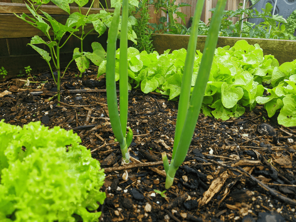 spring onions in the garden. benefits of growing good compost and knowing where to place compost bin