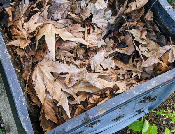 leaves in a compost bin. carbon helps to neutralise smell
