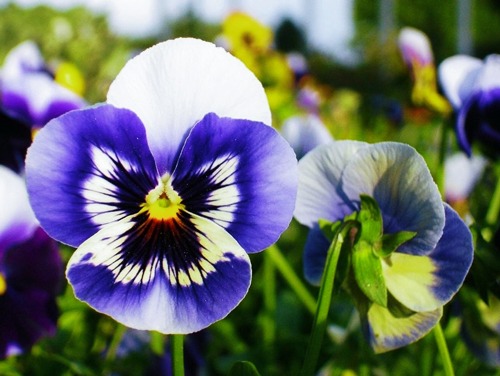 pansies are the best flowers for vegetable gardens