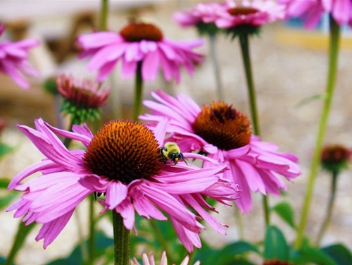 cone flowers are the best flowers for vegetable gardens