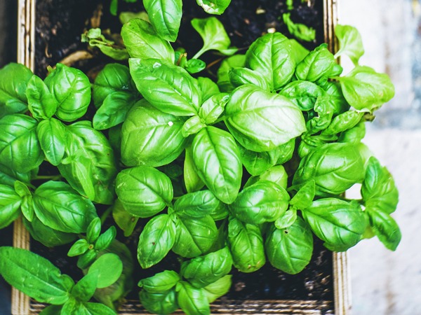 basil and other herbs are a great starting place for growing vegetables indoors for beginners