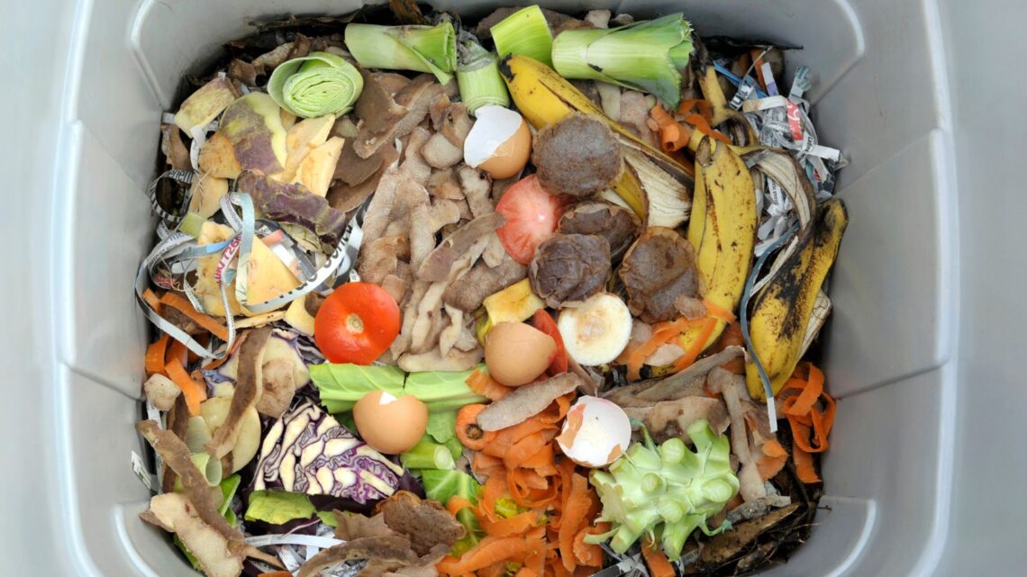 Discover the Best Worms for Composting + Find Out Where to Buy The
