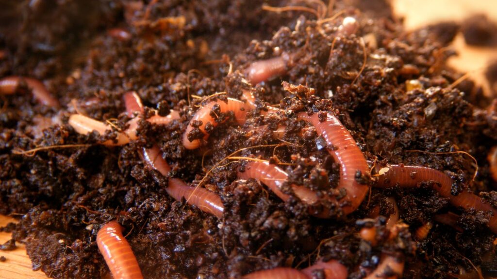 tiger worms are the best worms for composting. red wigglers in soil