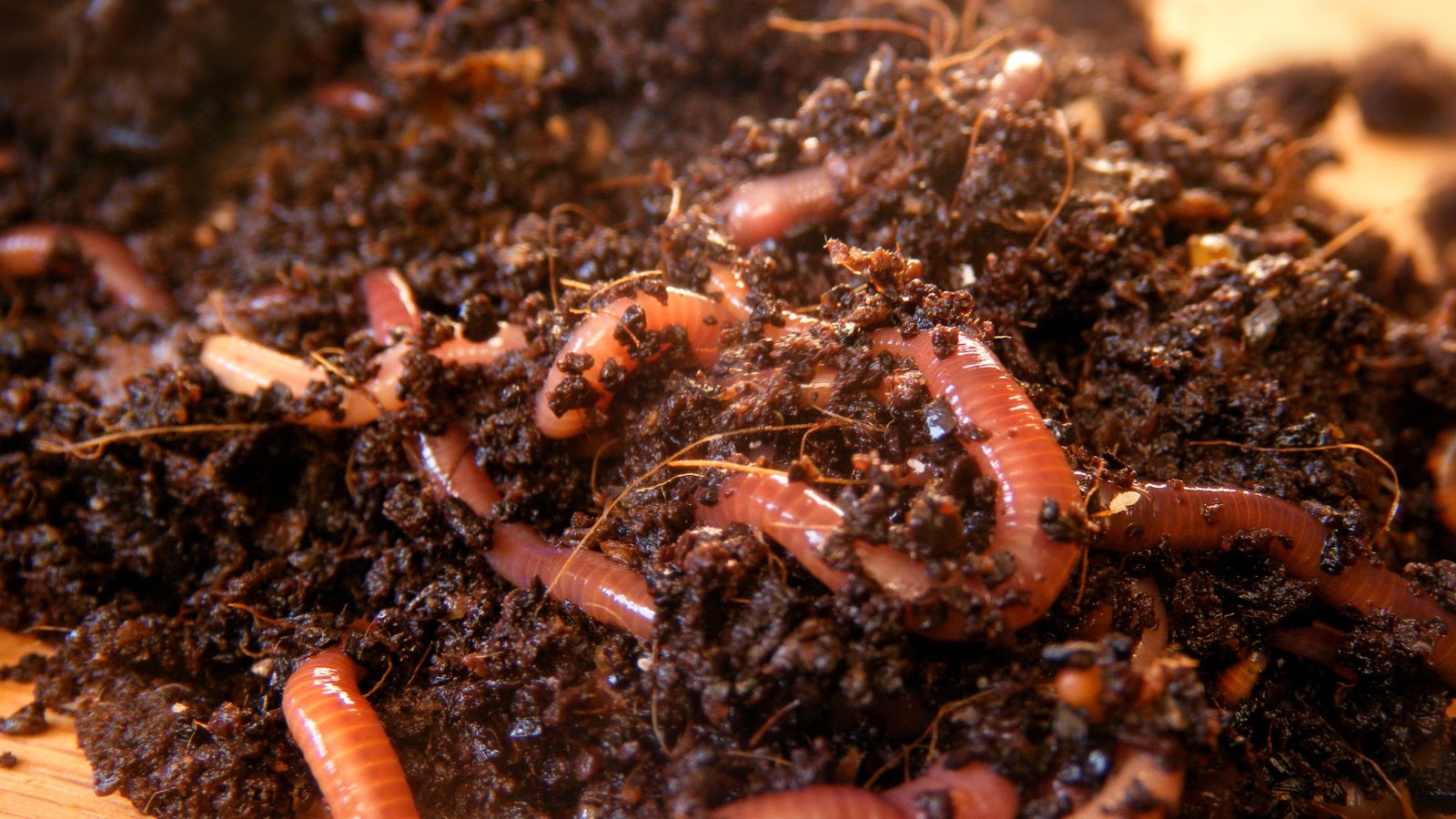 Discover the Best Worms for Composting + Find Out Where to Buy The