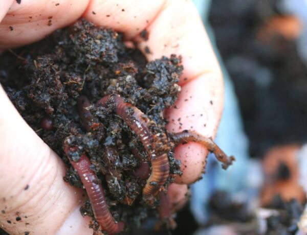 hand harvesting is a popular method to harvest worm castings