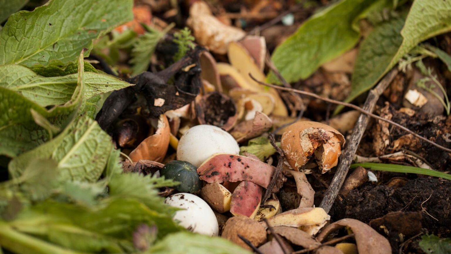 Composting Egg Cartons How to Turn Waste into Garden Gold The