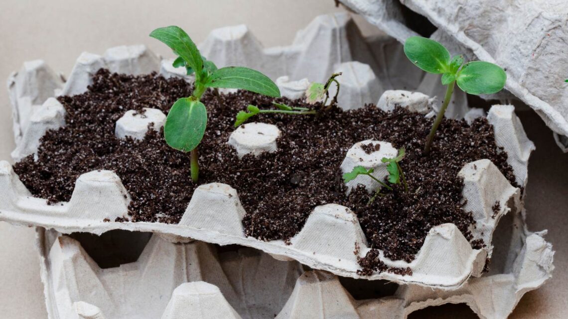 Composting Egg Cartons How to Turn Waste into Garden Gold The