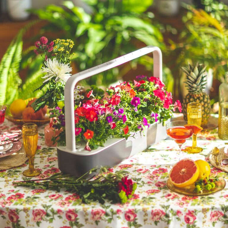 11 Top Tips on How To Grow Tomatoes Indoors With Lights The Potager Project