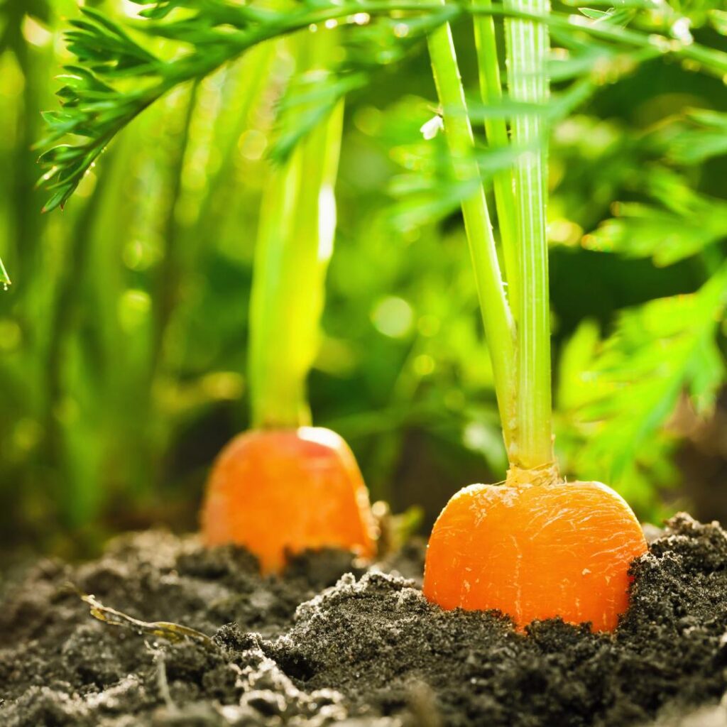 carrots popping out of the ground. Great when looking for parsley companion planting