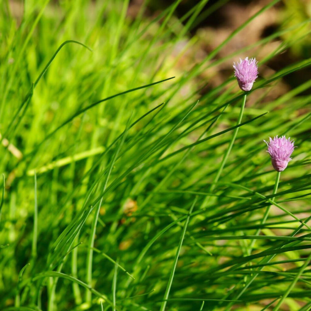 chives are a great choice when companion planting parsley
