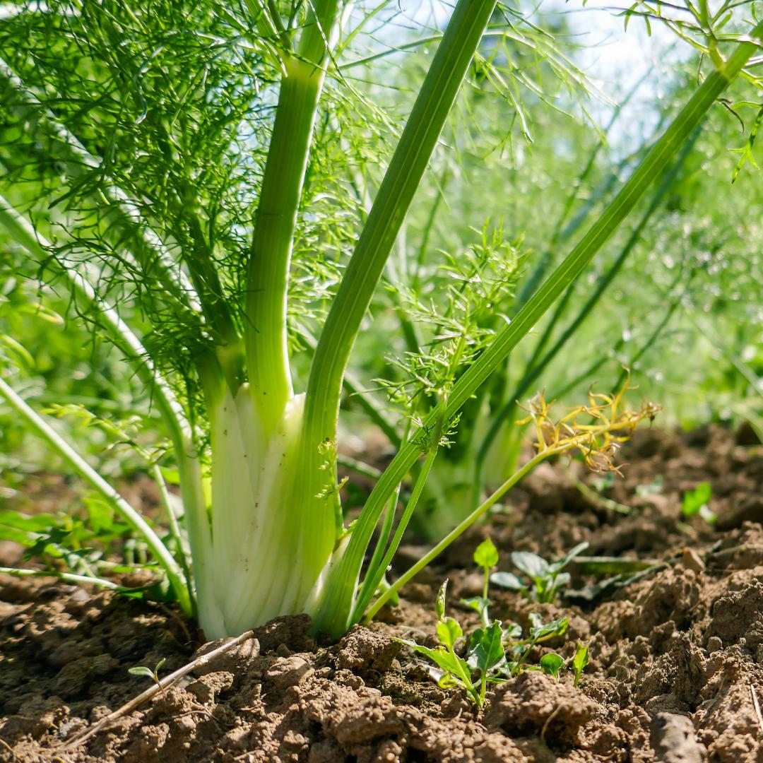 6 Best Parsley Companion Plants + What Not to Plant Nearby The
