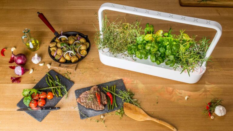 Best How-to Guide to Gardening in an Apartment
