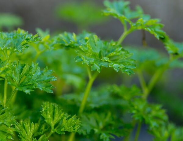 parsley plant in parsley companion planting guide