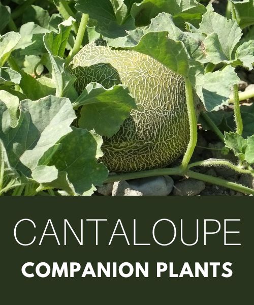 cantaloupe companion plants
