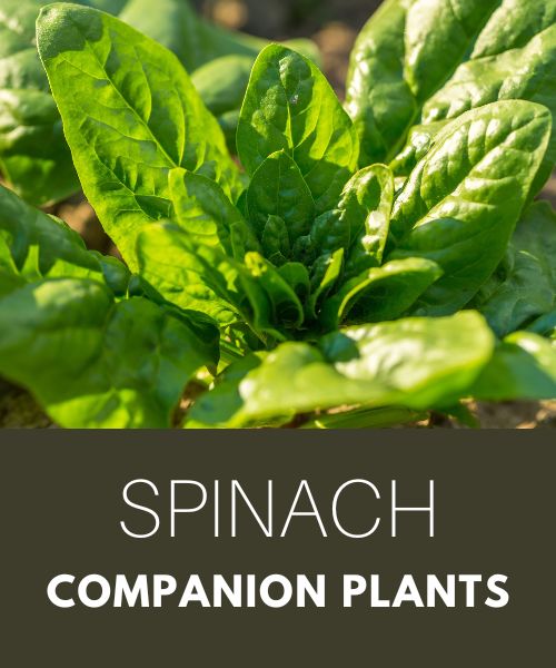 spinach companion plants