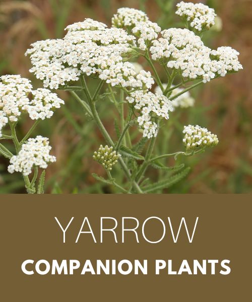 Yarrow Companion Plants