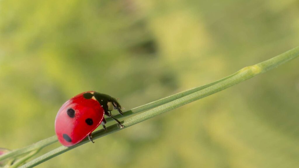 lady bugs are beneficial insects in the garden, vegetable companion planting