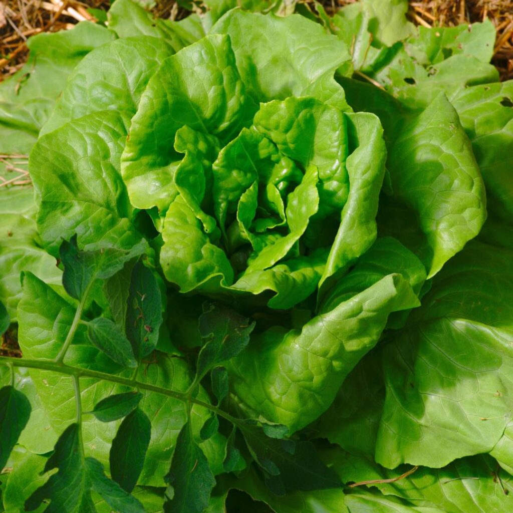 Fresh green lettuce, companion plants for cantaloupe