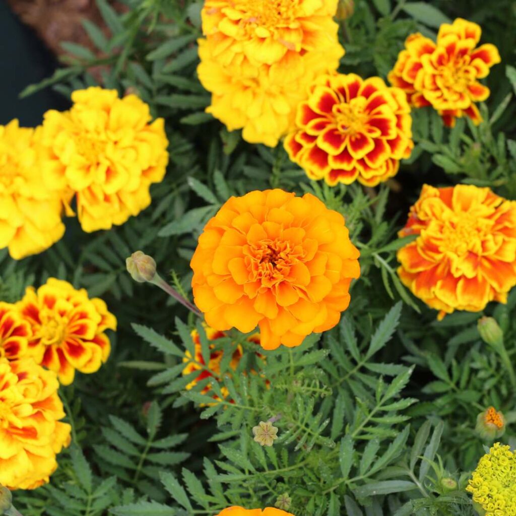 marigold flower in graden, mint companion plants