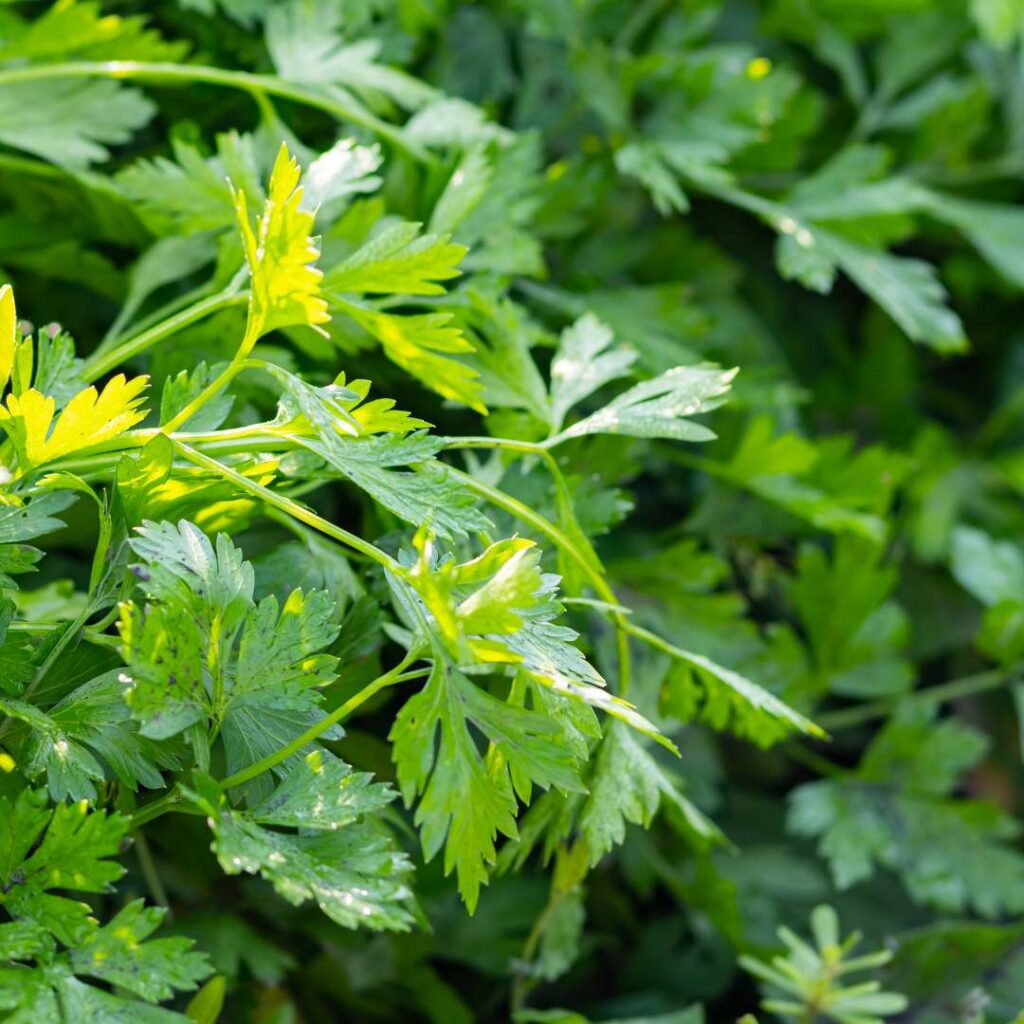 Fresh green parsley leaves, bad companion plants for mint