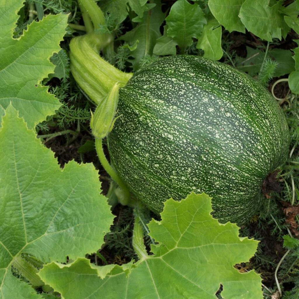 squash in the field during harvest, companion planting