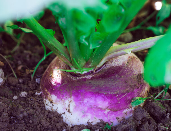 best and worst turnip companion plants