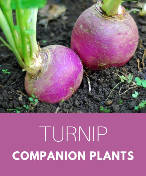 turnip companion plants