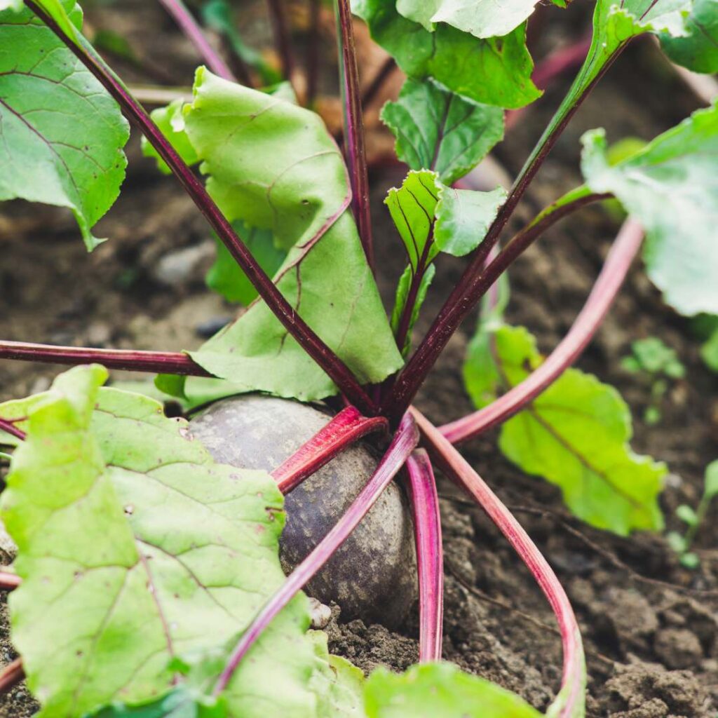 homegrown organic beets with leaves on soil background, turnip companion plants