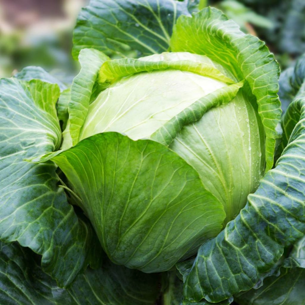 cabbage are great for oregano companion planting