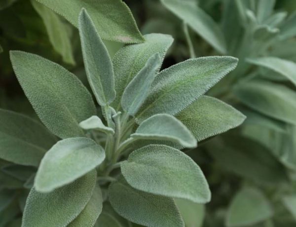 Close up of sage herb plant in sage companion planting guide