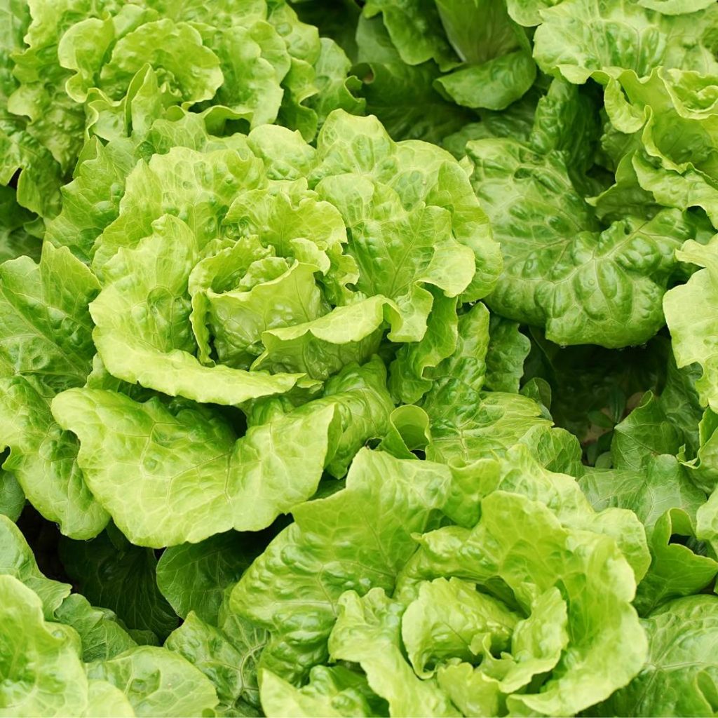 lettuce growing in the vegetable garden, lettuce are not great oregano companion planting