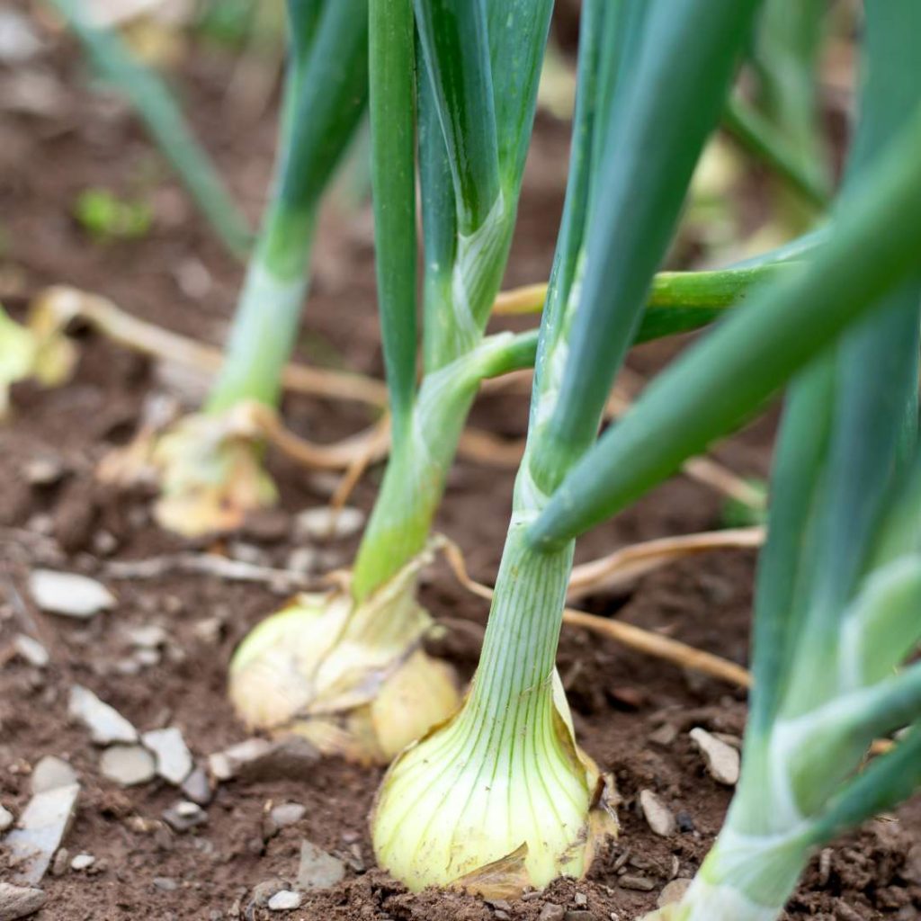 close-up of growing green onion in the vegetable garden, makes great cauliflower companion plants