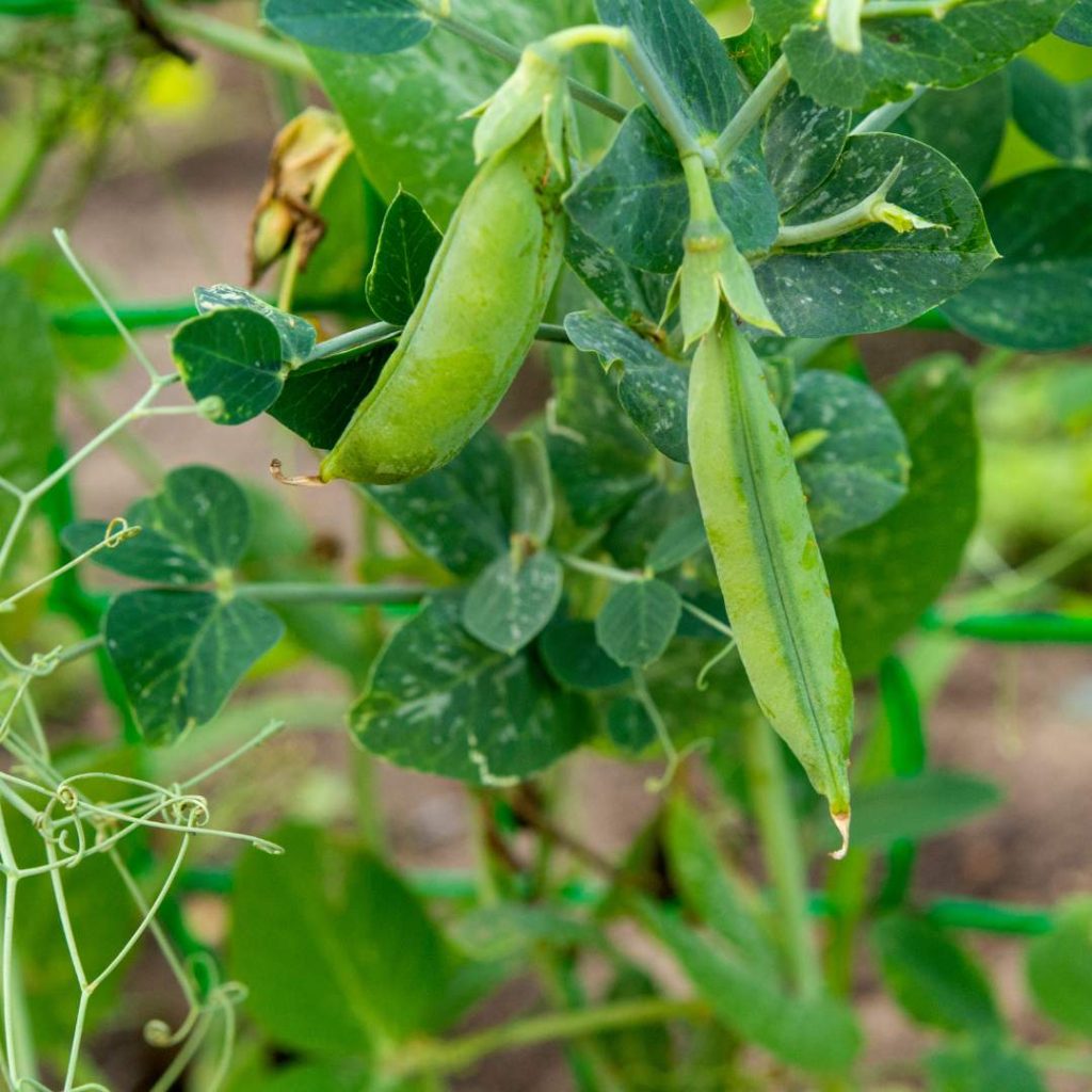 peas hanging from a vine. peas are not great cauliflower companion planting