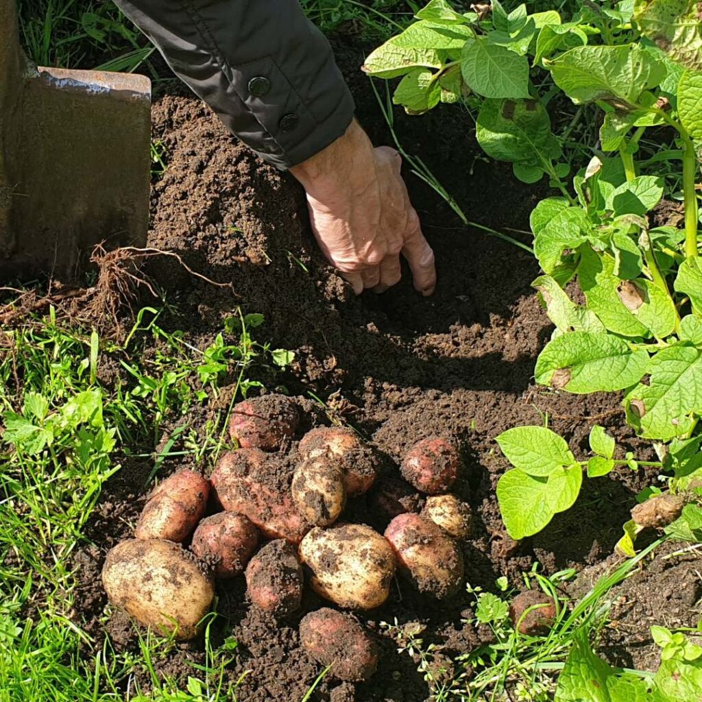 potatoes on ground in field, worst companion planting turnips