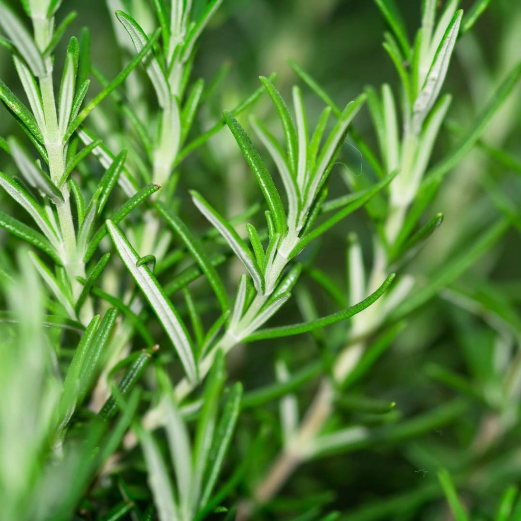 rosemary is great for oregano companion planting
