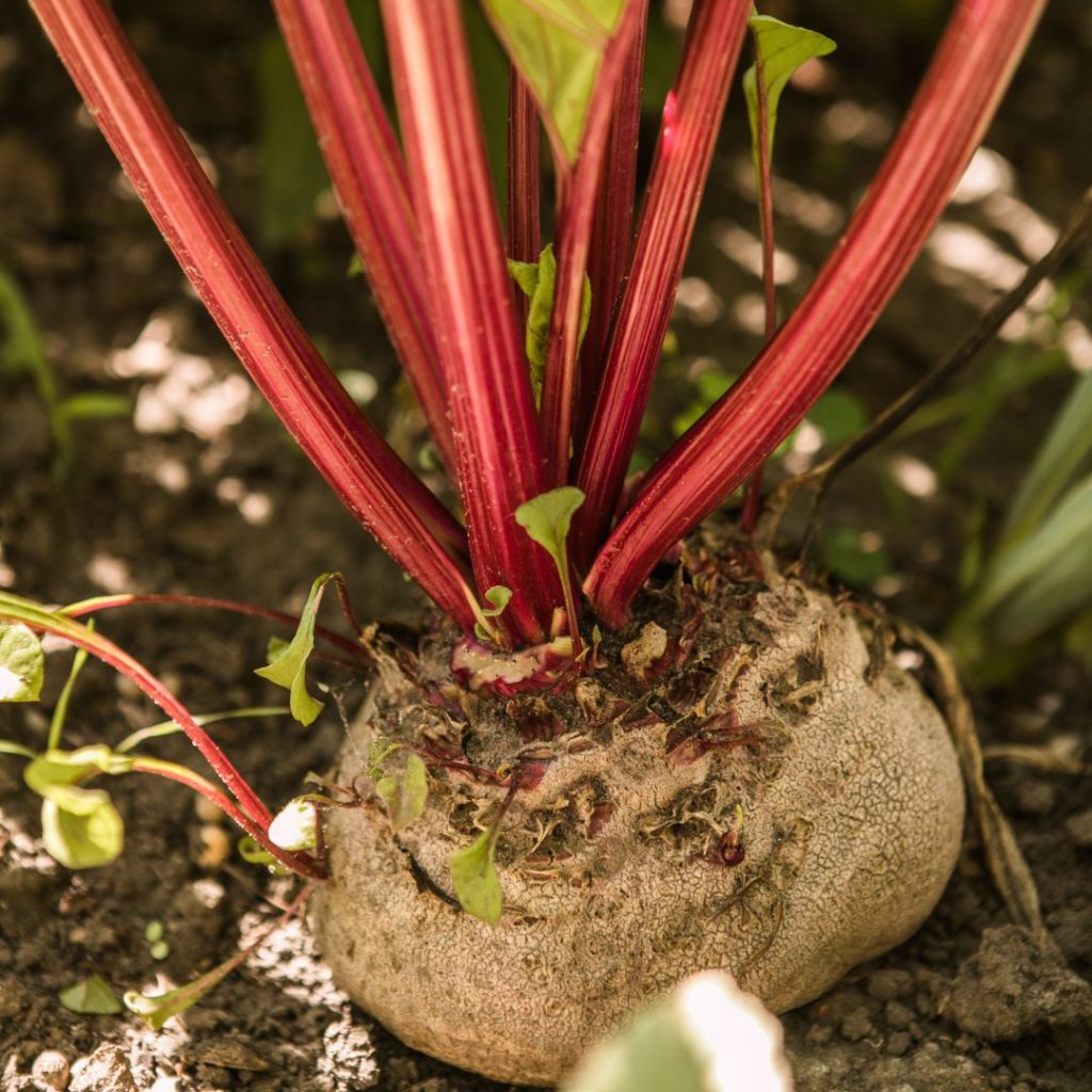 Beetroots are great companion plants for rhubarb, beetroots growing in the garden