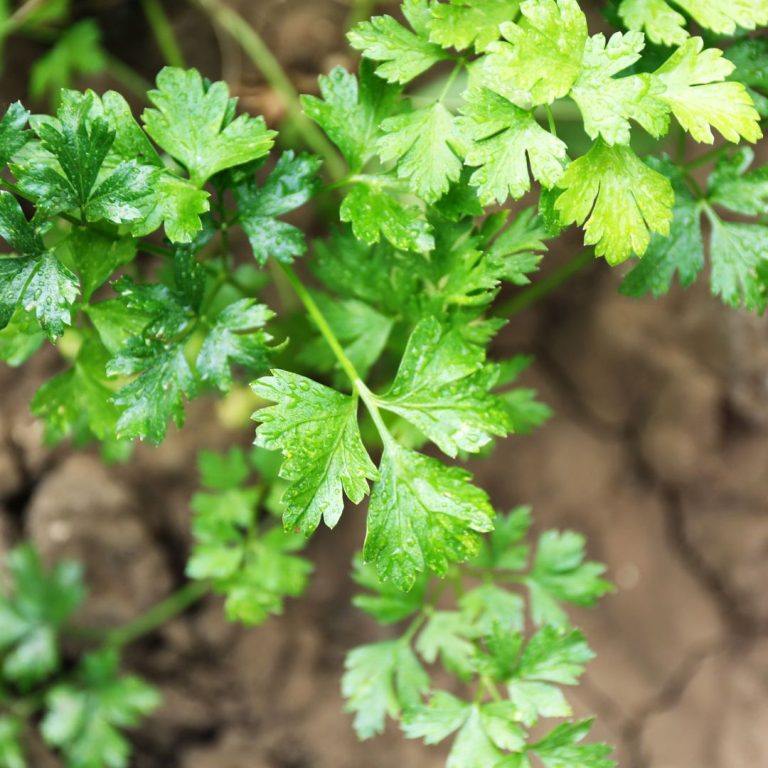 5 Dill Companion Plants (and 5 to Avoid) The Potager Project