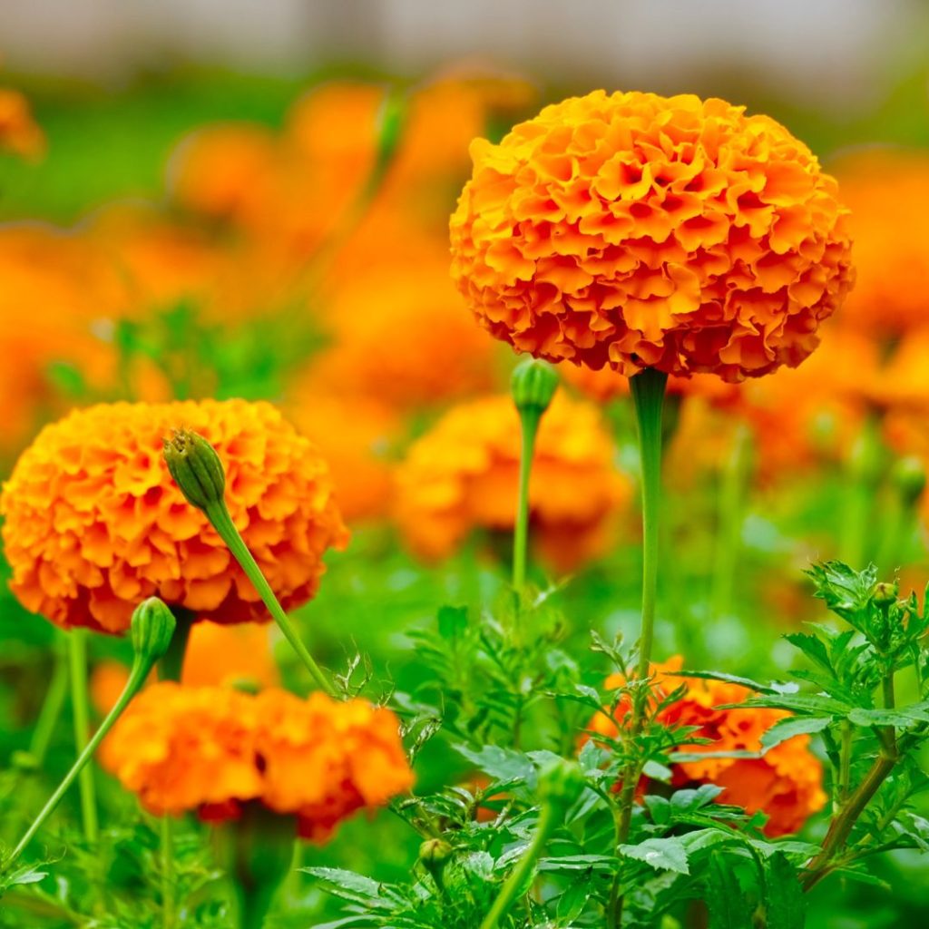 marigolds make wonderful raspberry companion plants