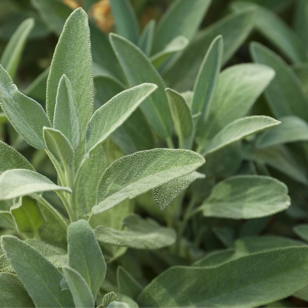 Sage are best companion plants for rhubarb, sage growing