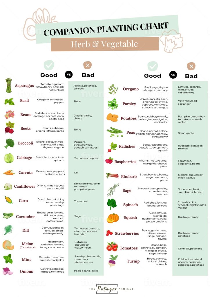 Herb and Vegetable Companion Planting Chart
