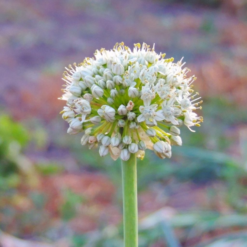 Alliums like garlic, onion, shallots, and leeks are great bok choy companion plants
