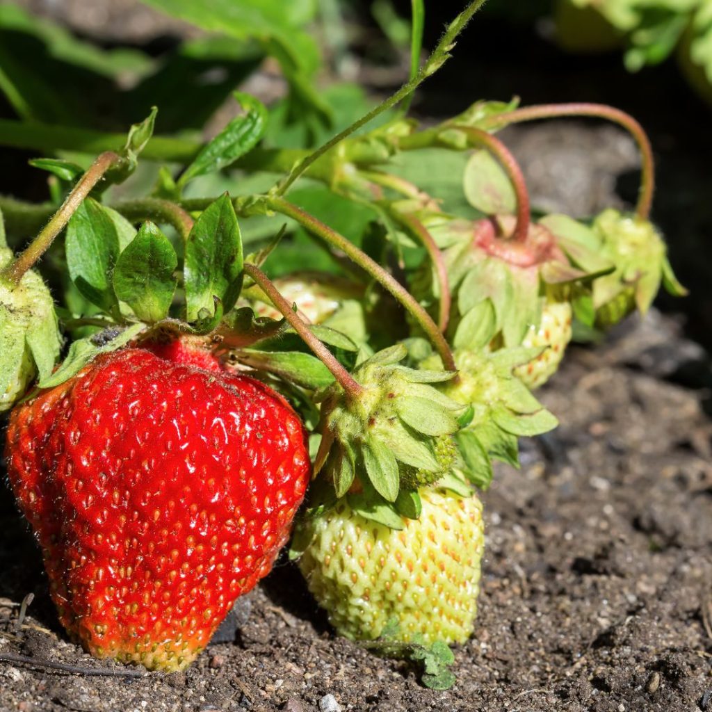 Companion planting bok choy with strawberries is a big no.