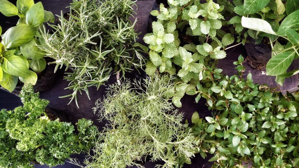 Variety of herbs in this Guide to growing herbs