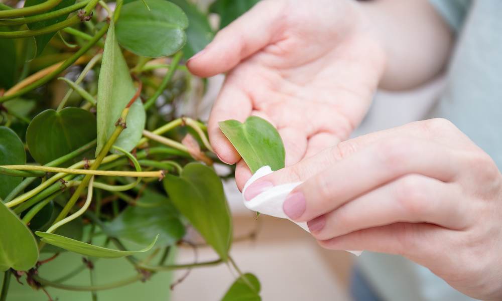wipe indoor plants, how to get rid of white mites