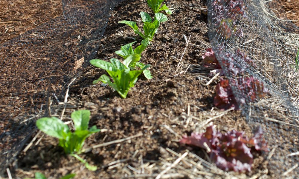 plants growing in a mulch bedding, no dig gardening for beginners